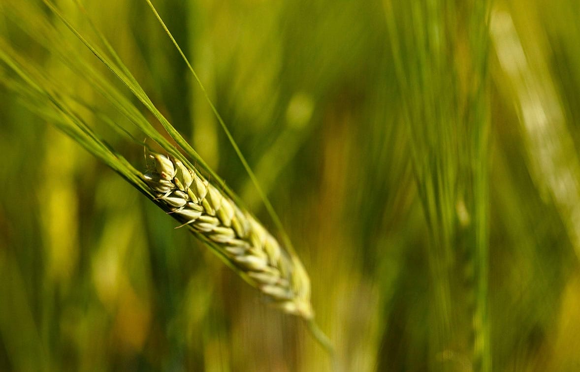 cerveza sin gluten - ¿Sabías que...